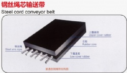 Steel cord conveyor belt